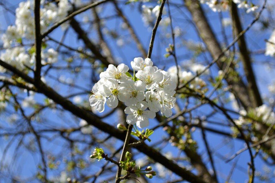 White fiorii cherry bloom