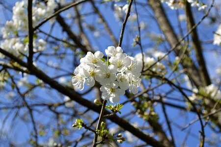 White fiorii cherry bloom