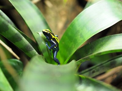 Frog poison frog small photo