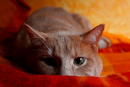 Cheeky cat's eyes cat face