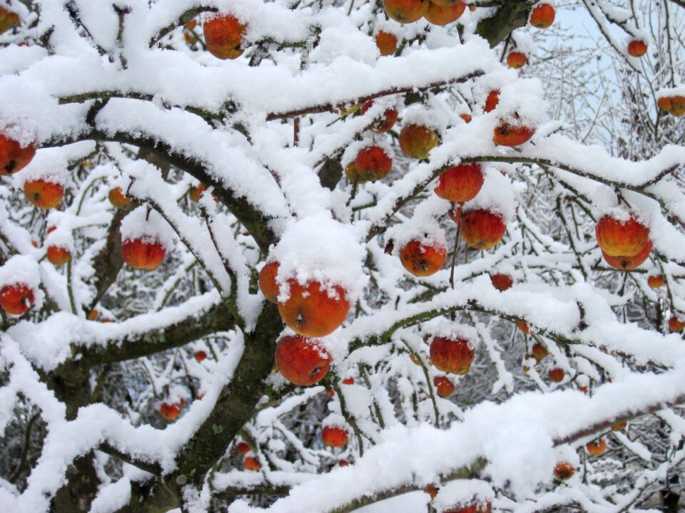 White winter apple