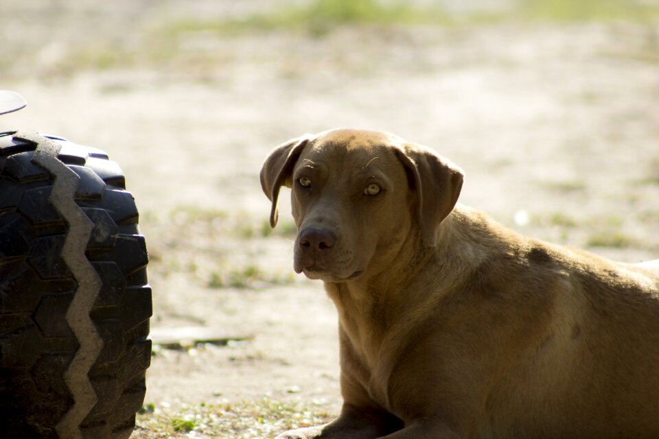 Sad dog docile pet man's best friend