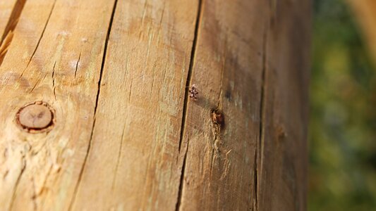 Cracked wood wooden bug wooden pole