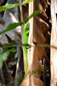 Lizard zoo green