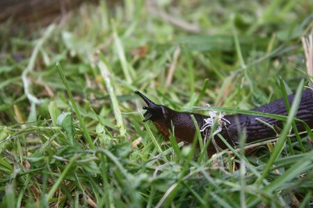 Lawn expensive molluscs