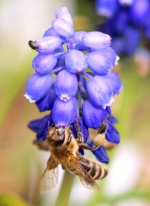 Bee blue flower photo