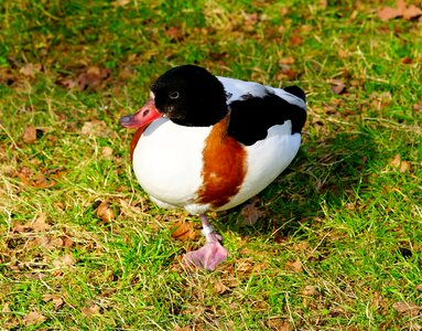 Animal close up brown photo