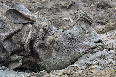 Mud animal mammal