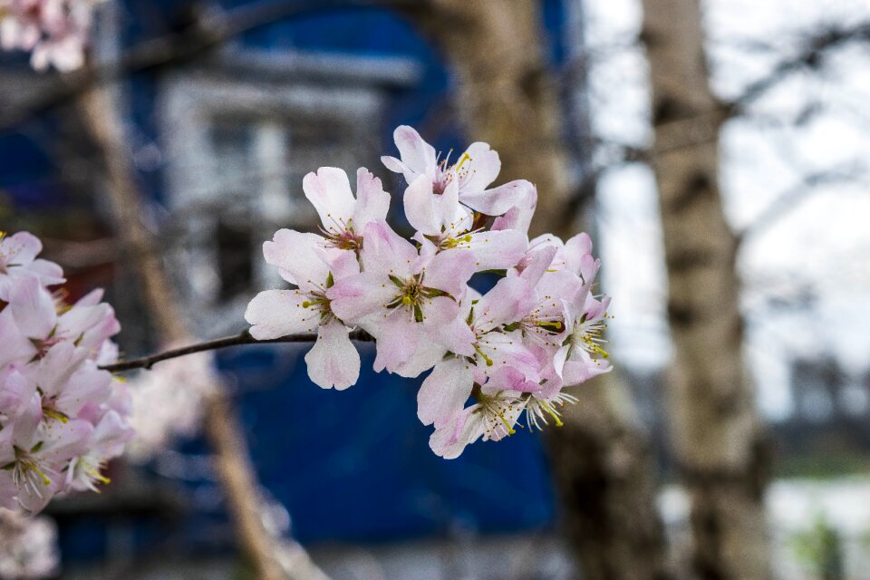Blossom bloom spring