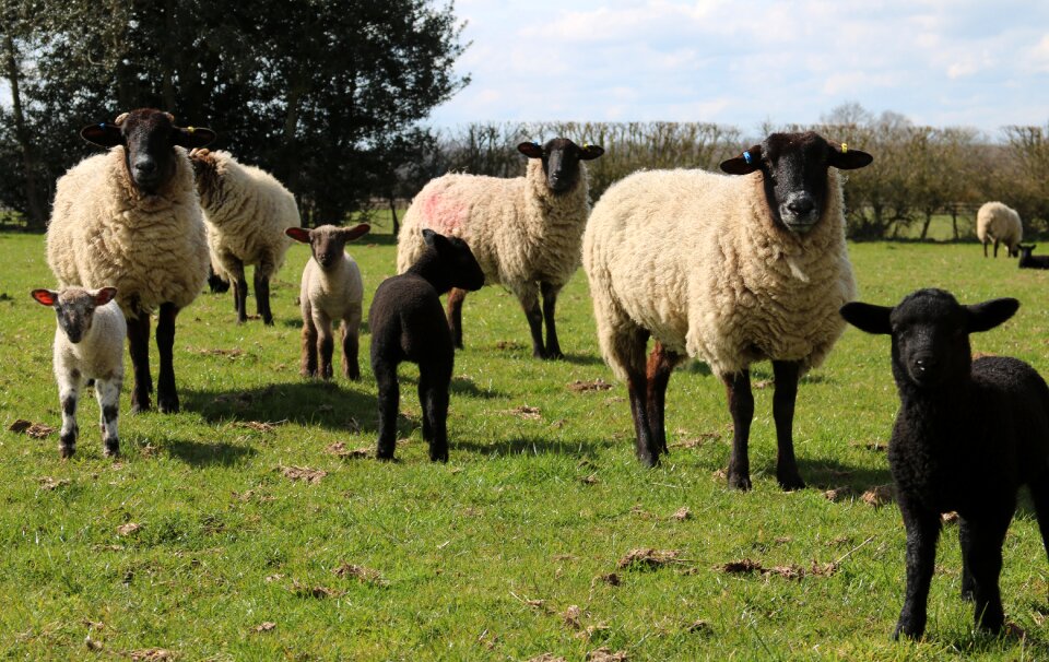 Farm agriculture wool