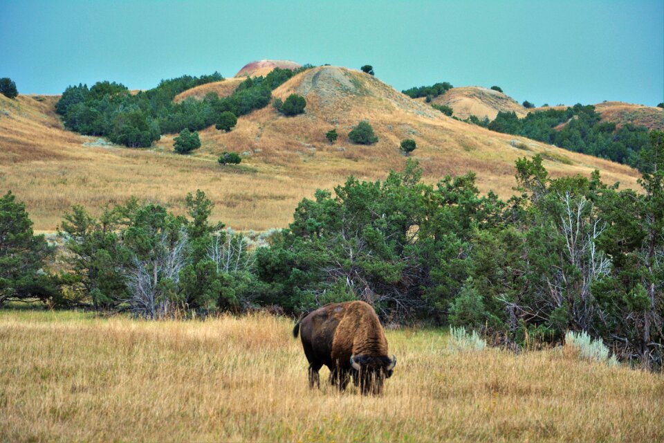 South dakota wild animal photo