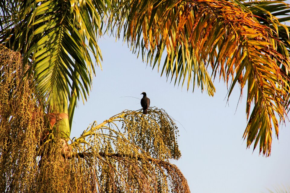 Exotic gorgeous caribbean