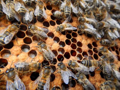 Breeding honeycomb beekeeper