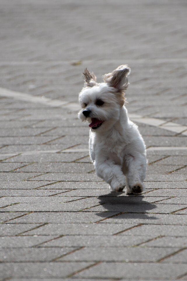 Maltheser fast animal