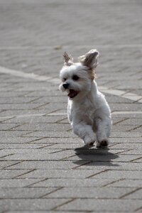 Maltheser fast animal