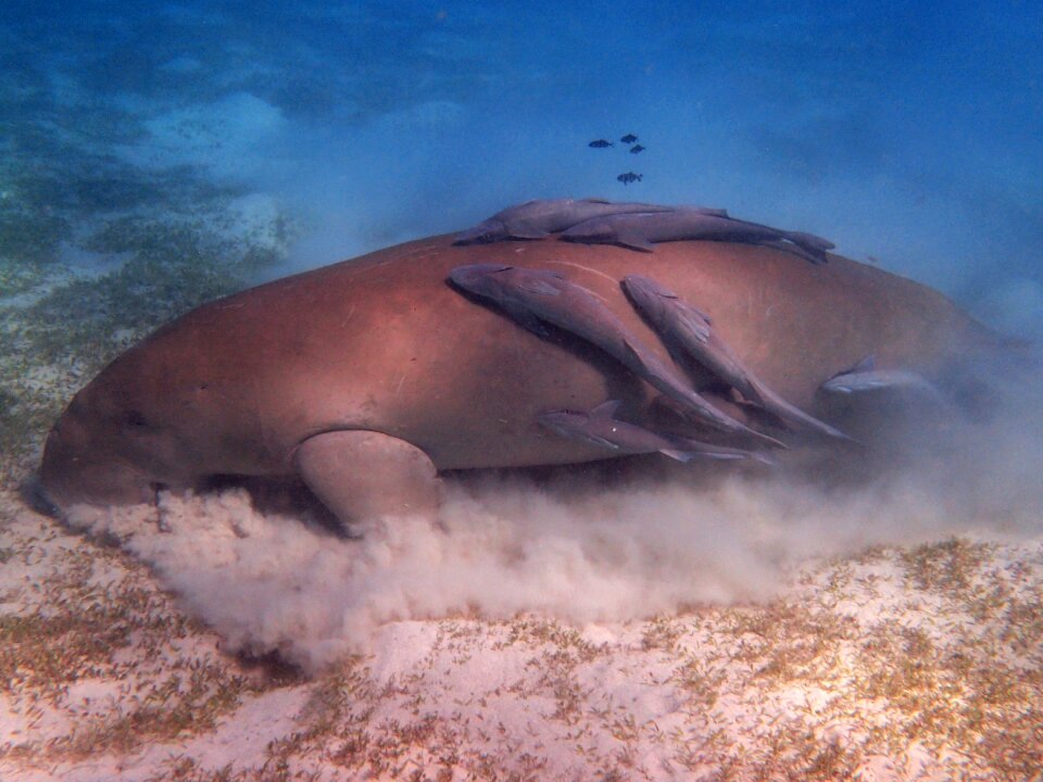 Snorkeling red sea egypt