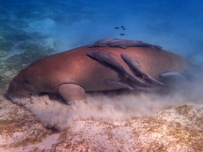 Snorkeling red sea egypt