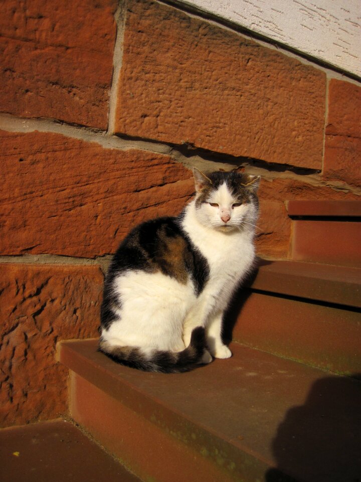 Bauer cat animal sit