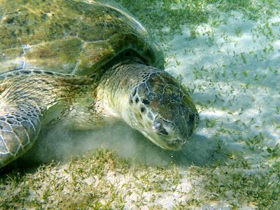 Sea turtle sea underwater world