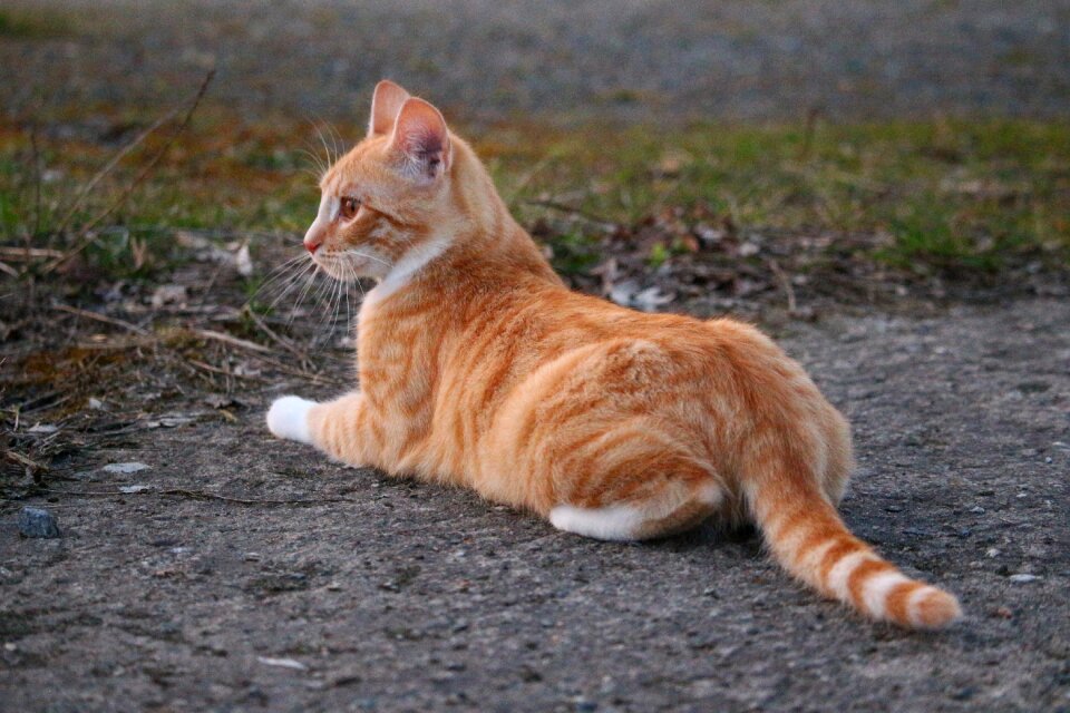 Red cat mackerel mieze