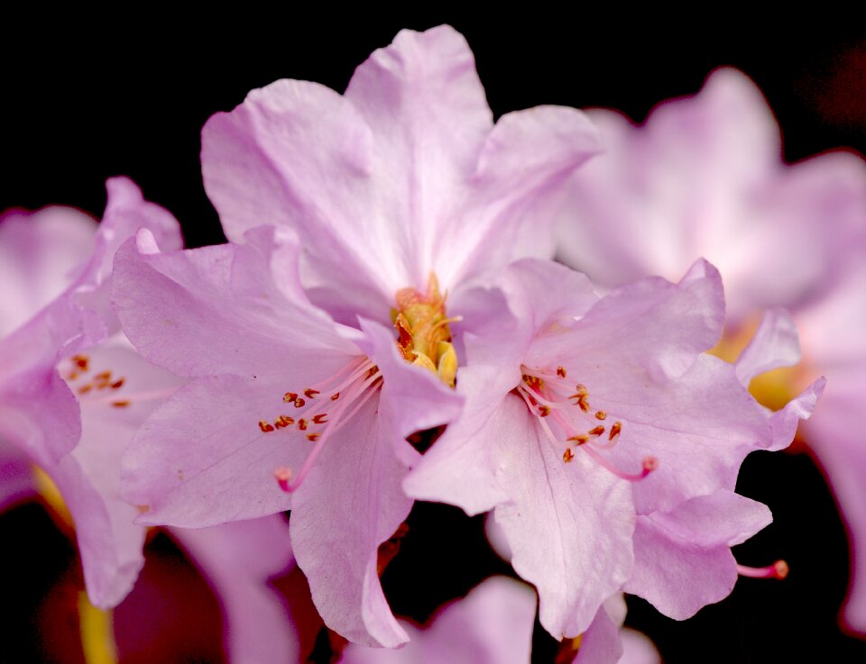 Flowers bright flower fullness