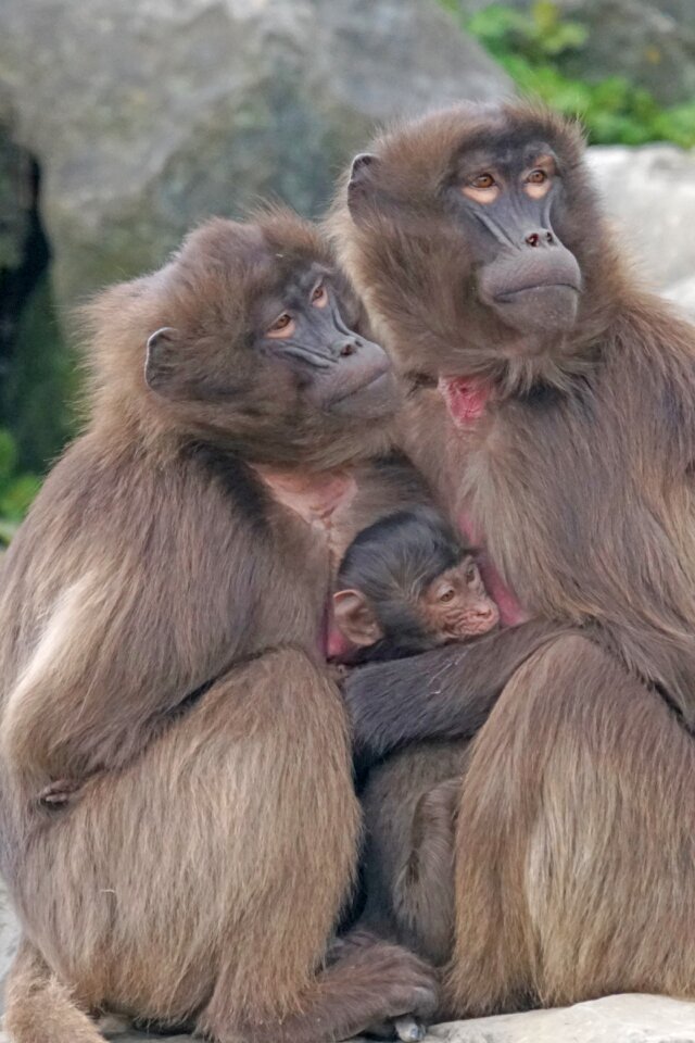 Mother ape baby social