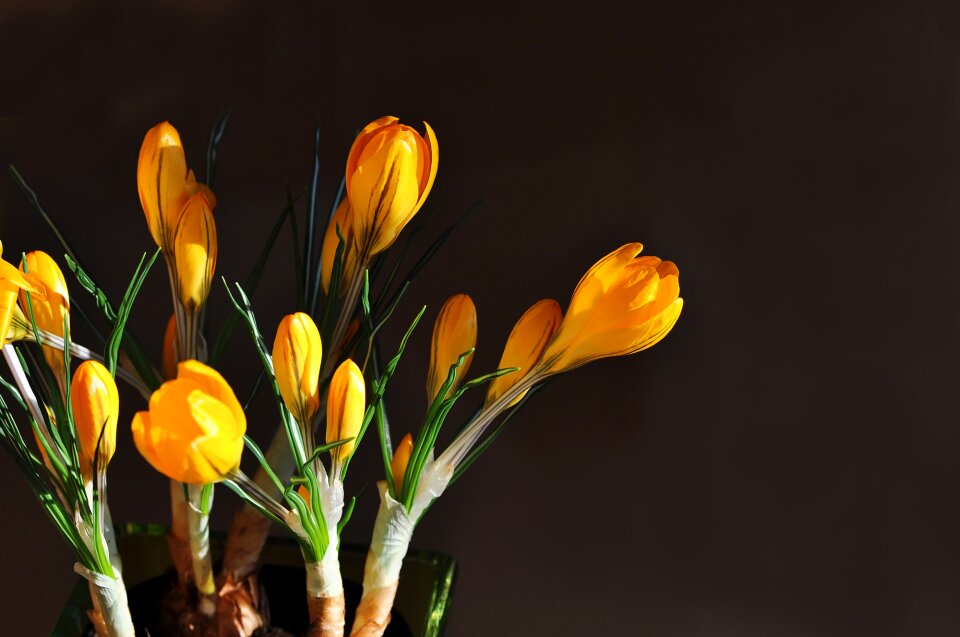 Plant yellow flower spring flower