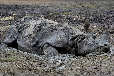 Mud animal mammal