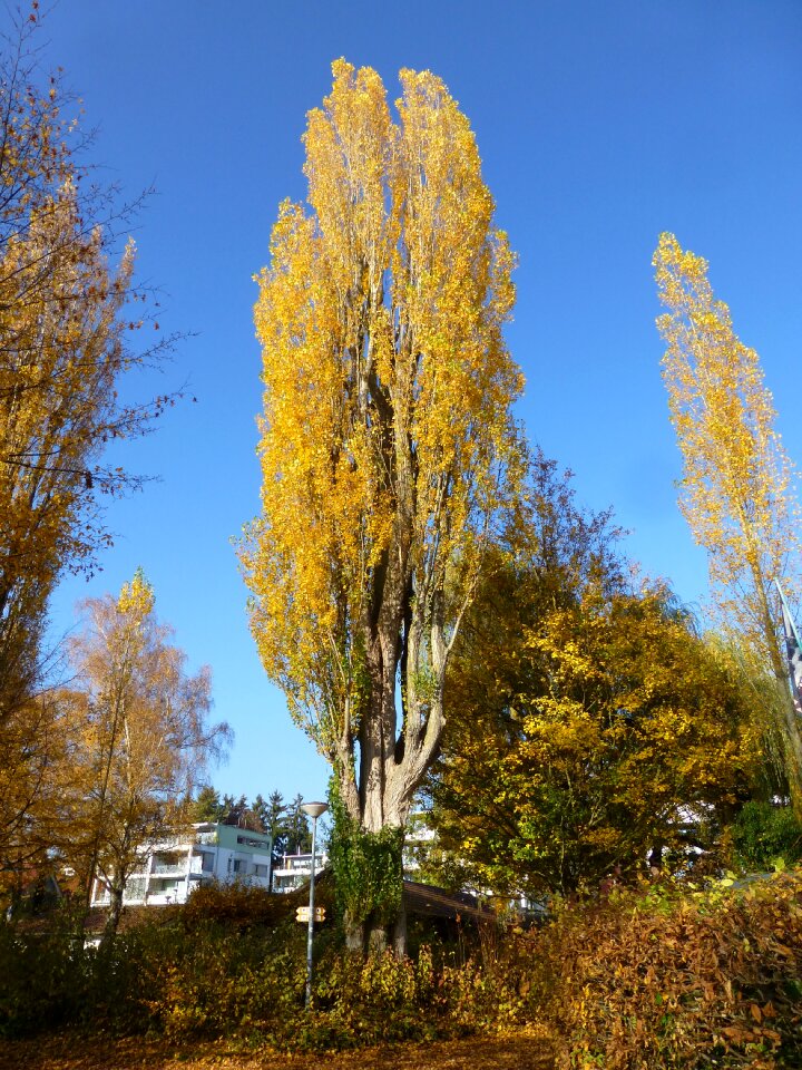 Yellow tree landscape