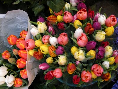 Flowers tulips spring