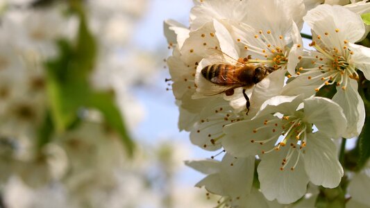 Flourishing pear nectar pollen