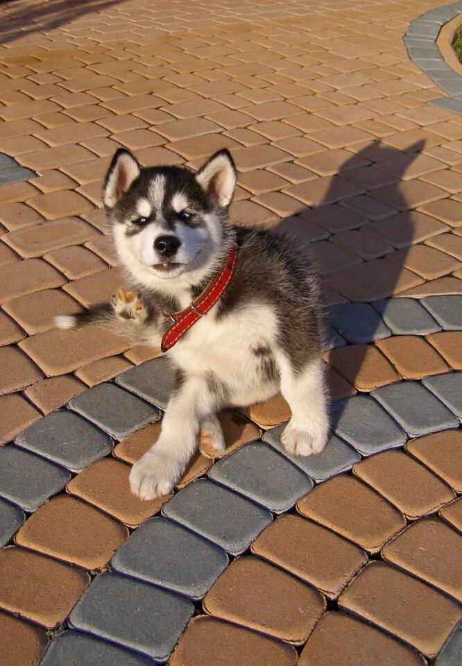Small alaskan malamute