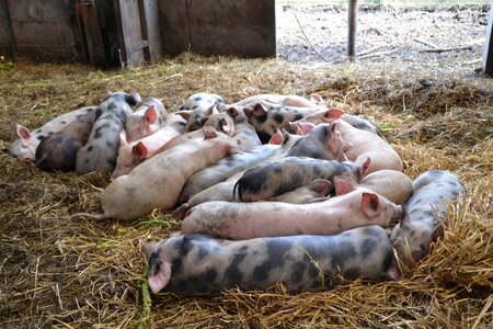 Animal sow domestic pig photo
