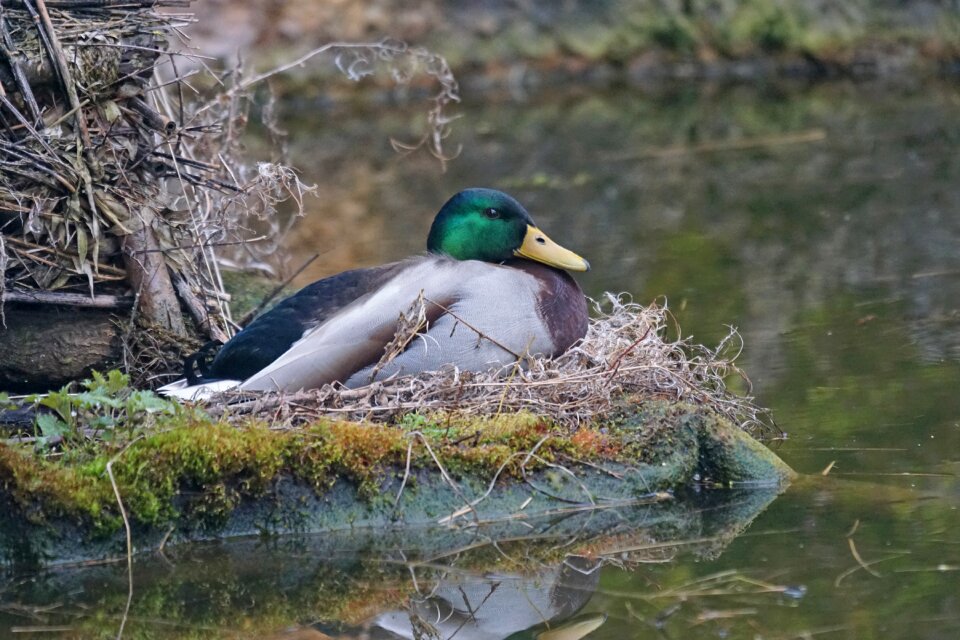 Female bank breeding water