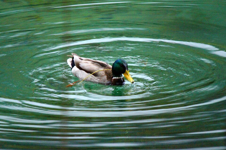 Water waters duck