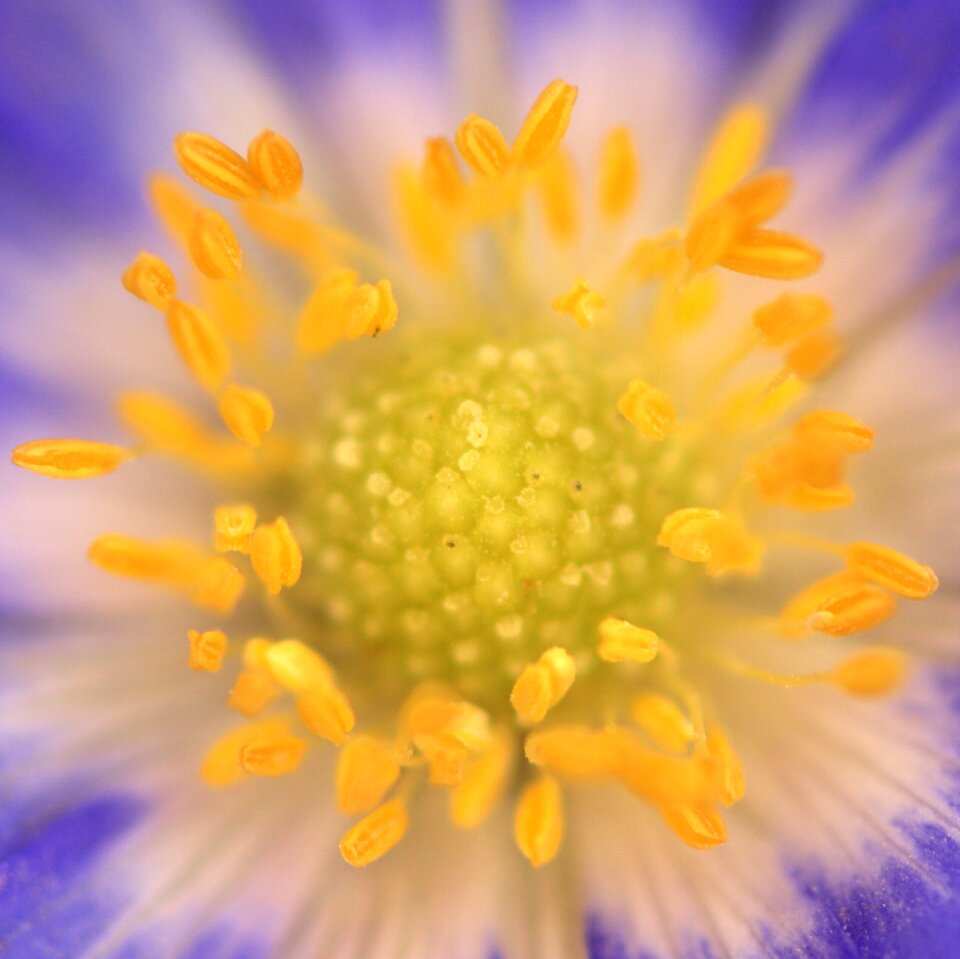Pollen flower blossom