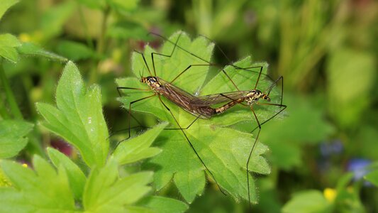 Coupling mosquitoes garden