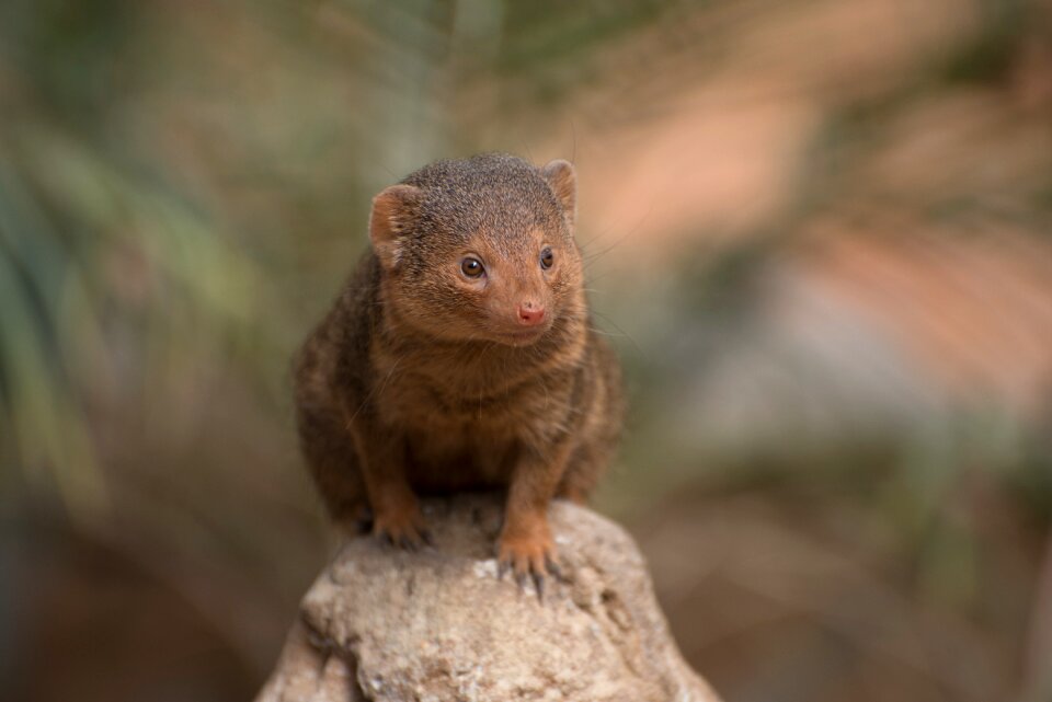 Nature wild animal