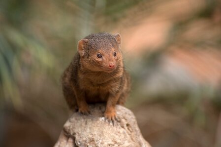 Nature wild animal