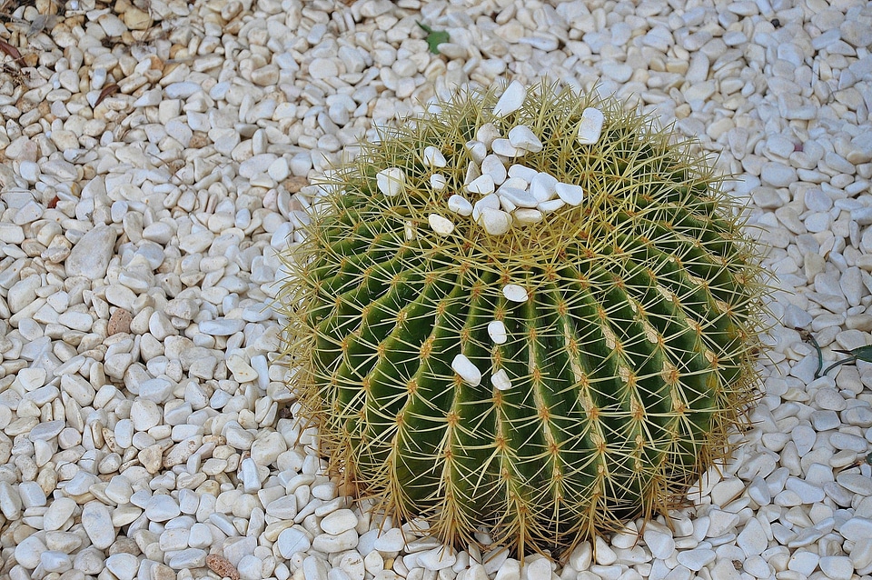 Spur about spherical