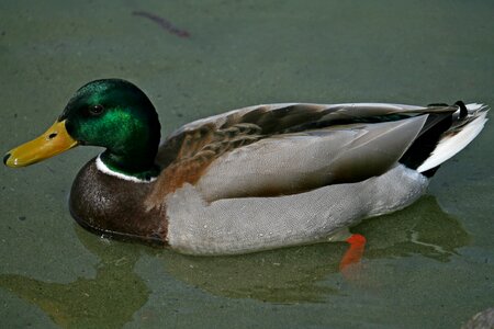 Drake nature duck bird photo