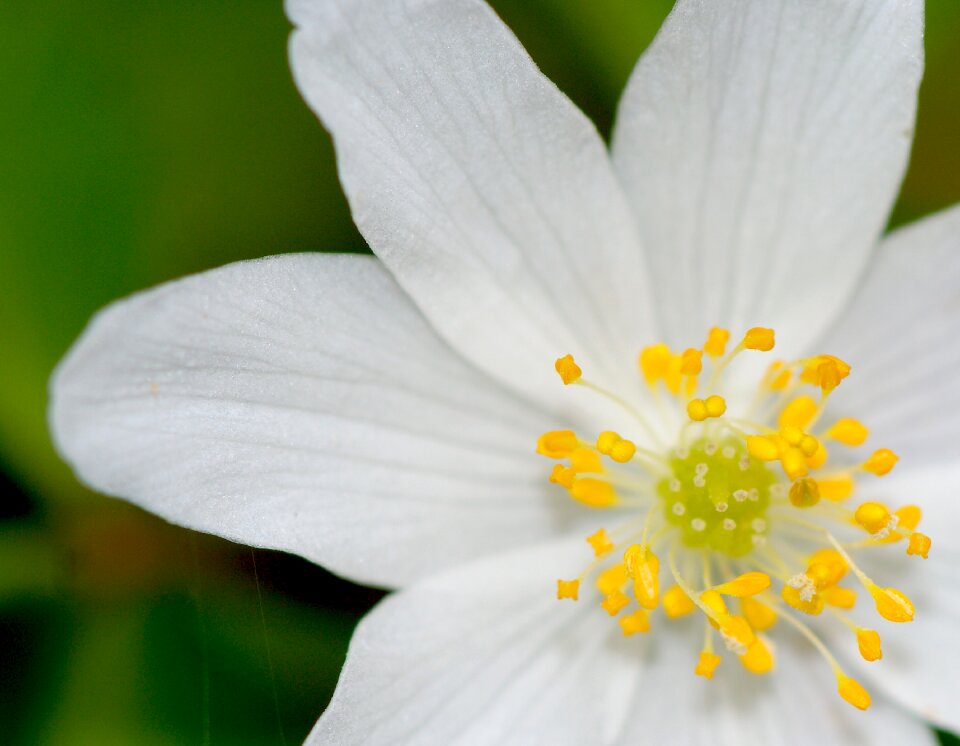 Spring blossom bloom