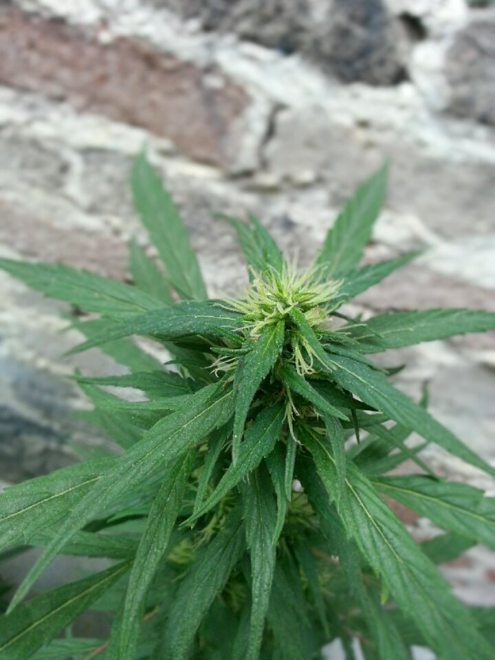 Plant wild nature