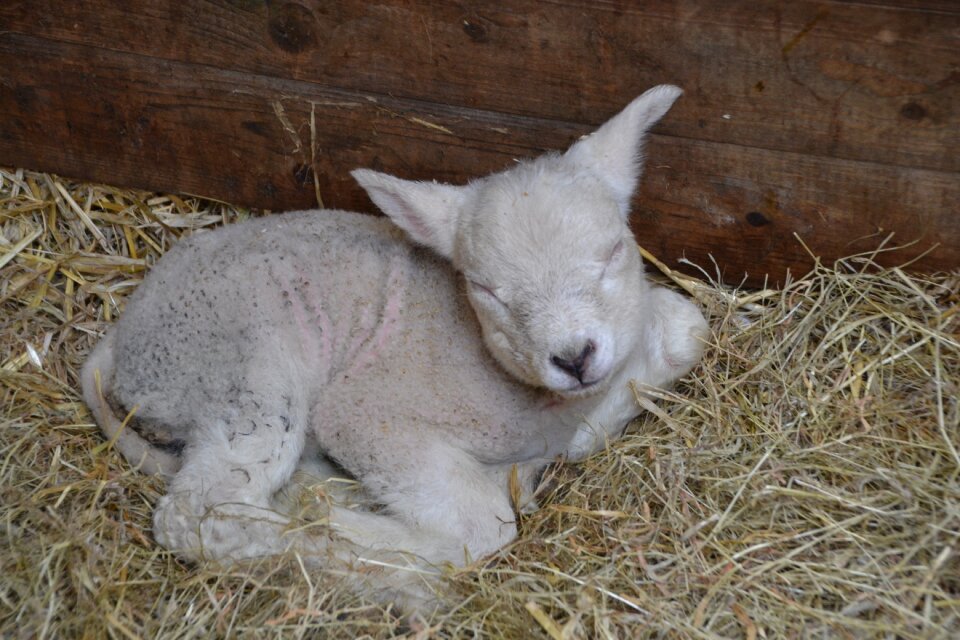 Wool nature agriculture
