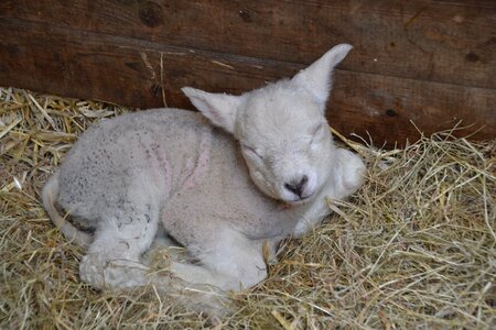 Wool nature agriculture
