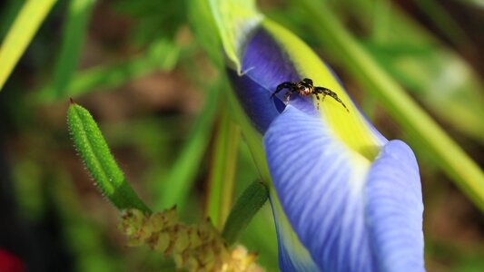 Garden insects background