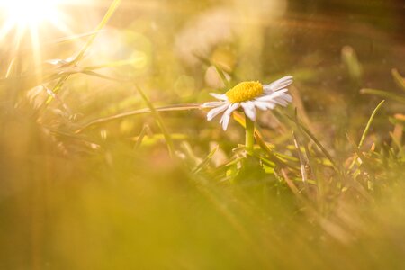 Plant spring grass photo