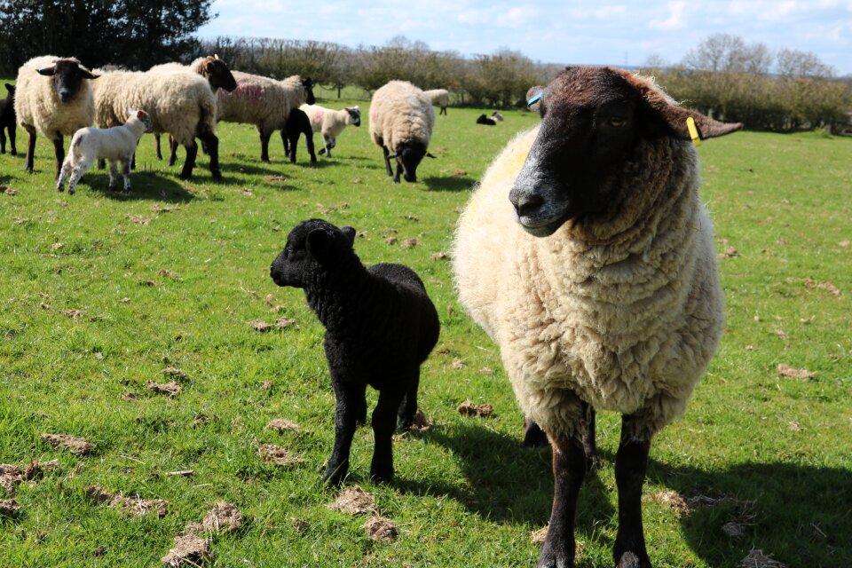 Farm agriculture wool
