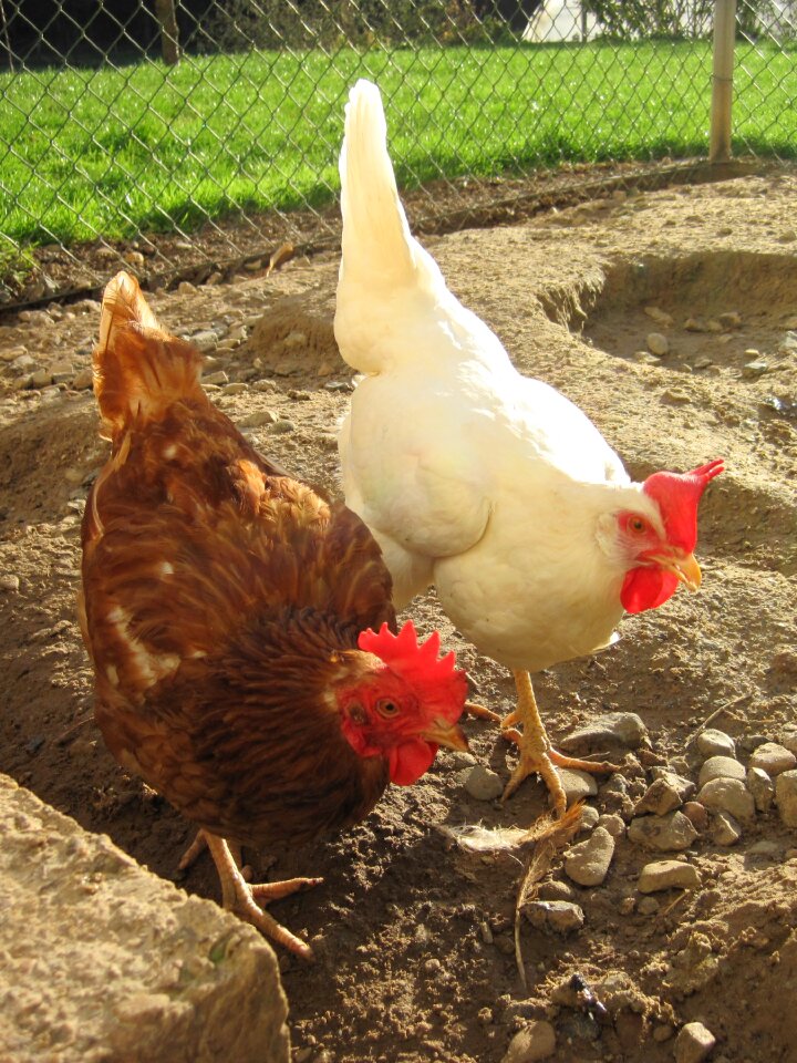 Farm poultry agriculture