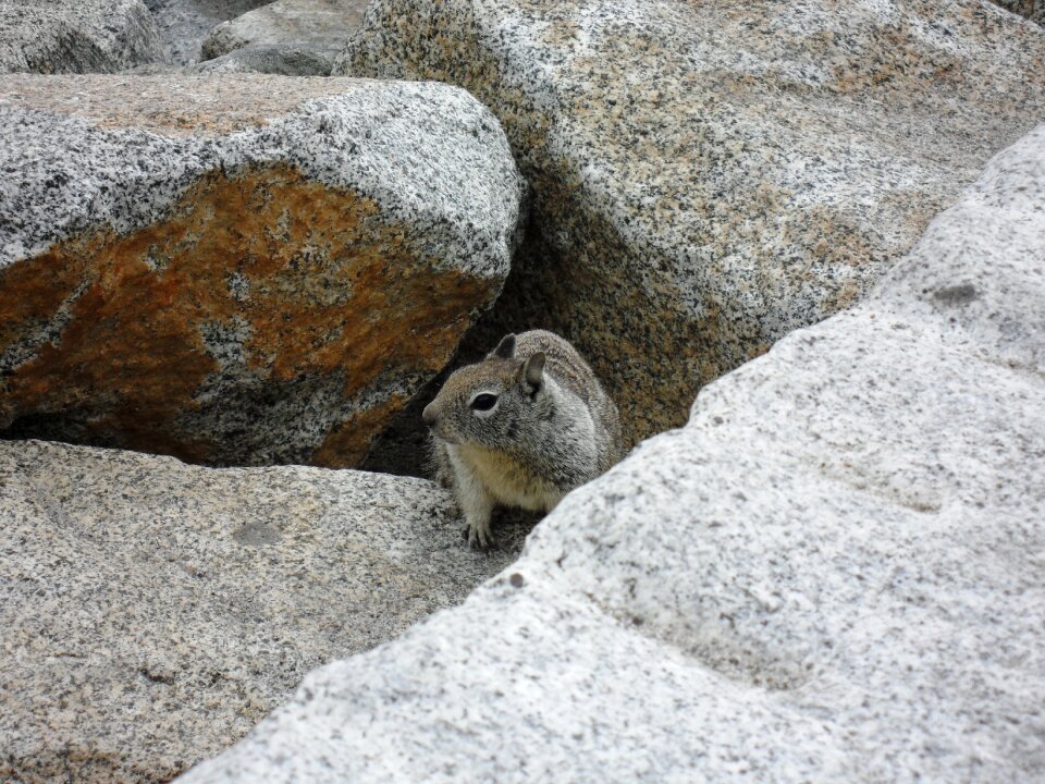 Yosemite national park rock nager